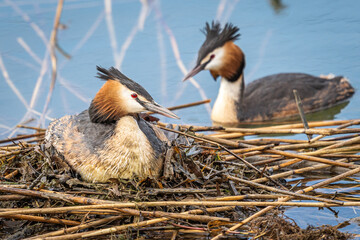 Ein weiblicher Haubentaucher sitzt auf ihrem Nest.