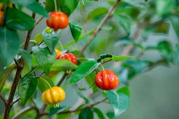 Ripe pitanga fruits (Eugenia uniflora),on the tree and blurred background