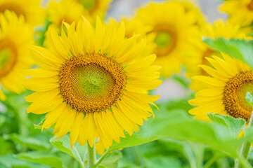 Fototapeta premium Beautiful sunflower on Blur background. Yellow Flowers. Sunflower blooming.