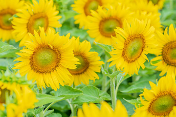 Obraz premium Beautiful sunflower on Blur background. Yellow Flowers. Sunflower blooming.