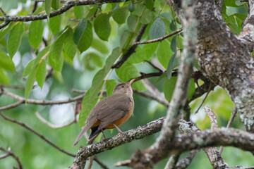 Naklejka premium Picture of a beautiful Rufous-bellied Thrush in the feeder! (Turdus rufiventris ) know as 
