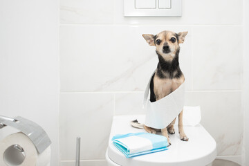 Dog toilet, small dog sitting on the toilet in the bathroom with pet absorbent diaper pad