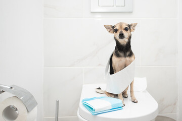 Dog toilet, small dog sitting on the toilet in the bathroom with pet absorbent diaper pad © yta