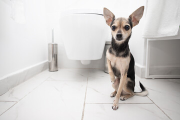 dog toilet, pet on the floor in the bathroom near the toilet