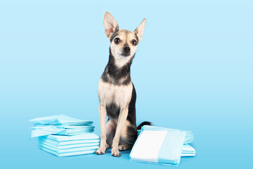 dog nappy, small dog with absorbent diaper pad, urine diaper pet napkin on blue background