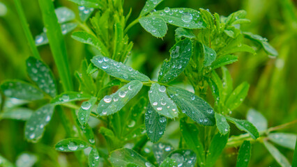 The world around, nature, plants, flowers.