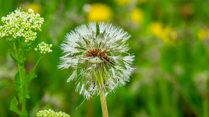 The world around, nature, plants, flowers.