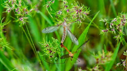 The world around, nature, plants, flowers.