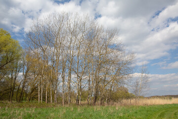 Fototapeta na wymiar Wide angle tree near meadow landscape, various species, rural village outdoor