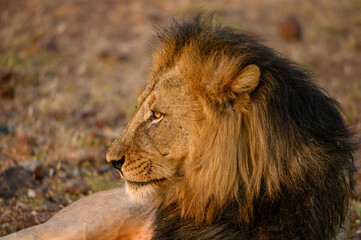 Lion profil © Morgan