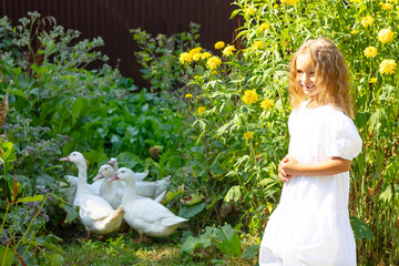 cute farmer toddler girl in casual white dress stands in courtyard of country village house and looks at white ducks, concept of simple life and an eco-friendly lifestyle © klavdiyav