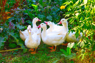 white ducks in courtyard of country village house, concept of simple life and an eco-friendly lifestyle
