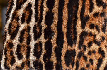 leopard fur texture - 597724202
