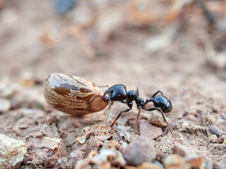 Ants collecting seeds. Messor barbarus