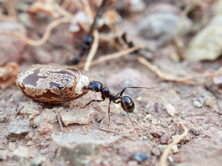 Ants collecting seeds. Messor barbarus