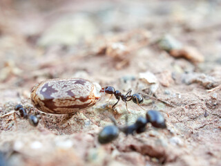 Ants collecting seeds. Messor barbarus