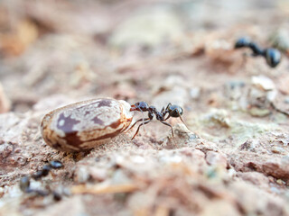 Ants collecting seeds. Messor barbarus