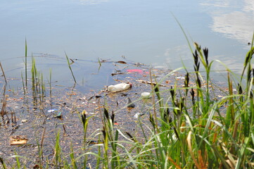 Plastic Bottle in a polluted river, France