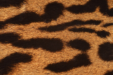 leopard fur texture - 597727235
