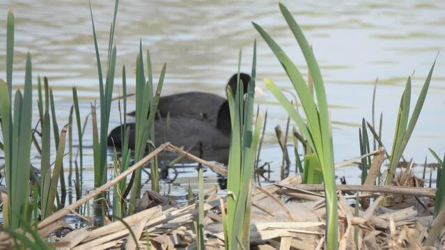 Eurasian or Common or Australian Coot (Fulica atra). Pair of Coots looking for food near a thicket of young cattails.  Beautiful closeup video