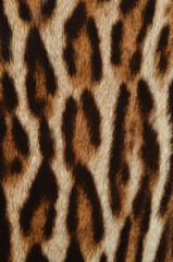 leopard texture - 597728238