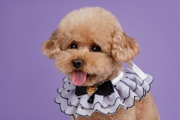 Brown poodle wearing a white lace scarf, clean background, close-up image