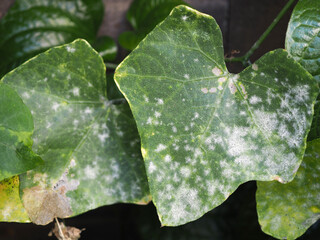 Powdery mildew on coccinia grandis or ivy gourd. Closeup photo, blurred.