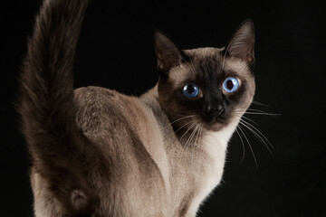 Siamese cat on a black background, brown fur, blue eyes, close-up, clean background