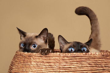 Two Siamese cats in a woven basket, brown fur, blue eyes, close-up image, clean background