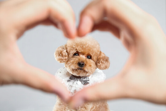 Hands forming a heart shape, bokeh foreground, brown poodle in frame, clean background, closeup