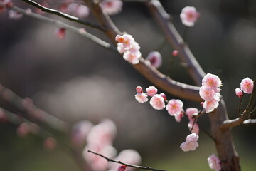 公園で咲くピンク色の梅1