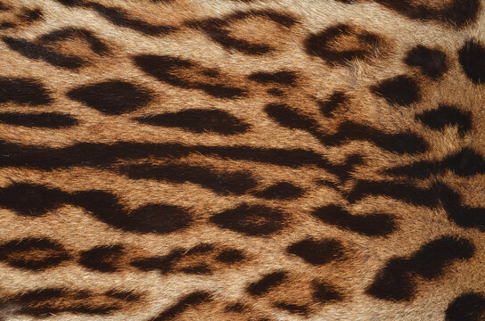 Wildcat fur