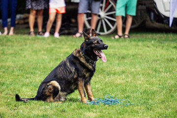 German shepherd sits on the grass with his tongue hanging out.Dog training