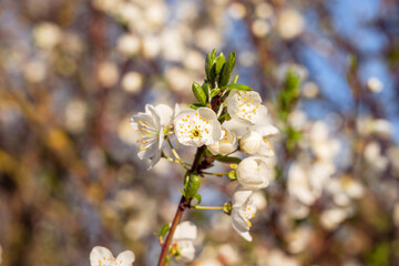 tree blossom