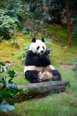 Panda bear