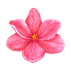 Hand drawn watercolor pink tulips on white background. Can be used for Scrapbook, post card, textile, invitation, album.