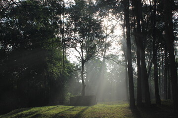 Fototapeta na wymiar morning in the woods