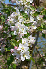 Apple garden