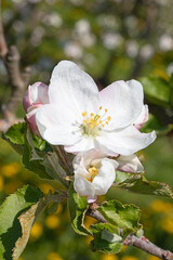 Obraz premium Apple garden