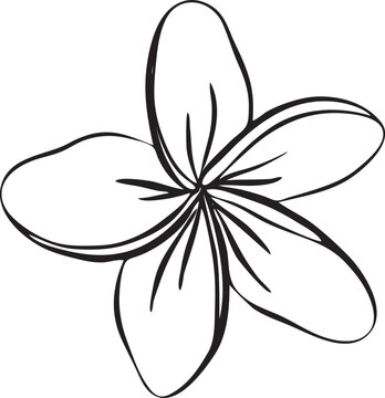 recommend clip art: Frangipani and plumeria tropical flower. Hand drawn line art frangipani isolated in white background. Outline vector illustration.Tropical decorative exotic flowers, blooming