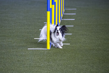 Small dog tackles slalom hurdle in dog agility competition. 
