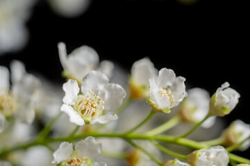 Macro photo of white bird cherry flowers on a black background. Blur and selective focus.