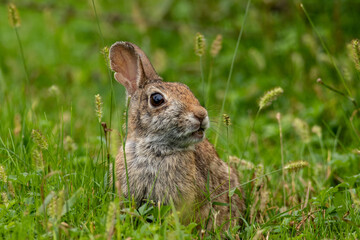 mini lepre tra l'erba scruta attenta in cerca di predatori © Enrico