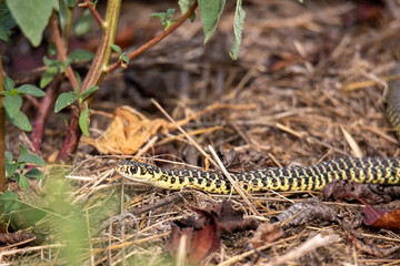 biacco, Hierophis viridiflavus