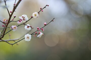 白梅のアップ2