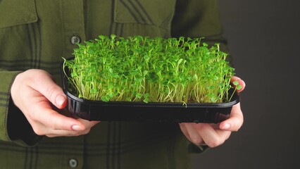 Microgreens farm. City farm for growing micro greens. A woman holds a box with sprouts of fresh mustard greens in her hands.