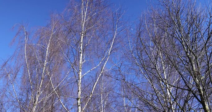 leafless birch trees in early spring in sunny weather, the first buds on young birches in early spring