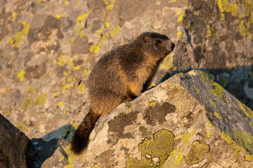 piccolo di marmotta che si gode gli ultimi raggi di sole tra le rocce