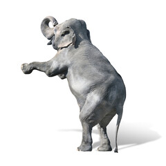 Fototapeta premium Elefant