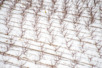 A snowy plantation on the slopes of Hermon